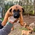 Ridgeback yavruları yuva arıyor fotoğraf