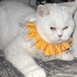 British Shorthair Cins Kedi İçin Sıcak Yuva fotoğraf