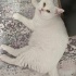 British Shorthair Cins Kedi İçin Sıcak Yuva fotoğraf