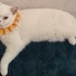 British Shorthair Cins Kedi İçin Sıcak Yuva fotoğraf