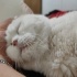 British Shorthair Cins Kedi İçin Sıcak Yuva fotoğraf