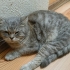British shorthair fotoğraf