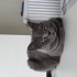 Çanakkale British Shorthair Sahiplendirme fotoğraf