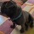 Ücretsiz safkan French bulldog fotoğraf