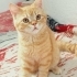 SAKARYA PAMUKOVA BRITISH SHORTHAIR MELEZİ  OĞLUŞA ACİL YUVA ARANIYOR fotoğraf