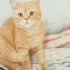 SAKARYA PAMUKOVA BRITISH SHORTHAIR MELEZİ  OĞLUŞA ACİL YUVA ARANIYOR fotoğraf