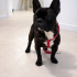 Ücretsiz sahiplenme French bulldog fotoğraf