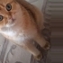 3 yaşında kısır erkek British Shorthair bebeğimiz fotoğraf