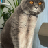 British Shorthair Erkek – Kısır, Aşıları Tam | Ücretsiz Sahiplendirme fotoğraf
