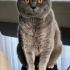 British Shorthair Erkek – Kısır, Aşıları Tam | Ücretsiz Sahiplendirme fotoğraf