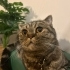 Scottish Fold-Dişi-Ev kedisi- Ücretsiz sahiplendirme fotoğraf