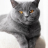 0532 202 91 32 BRITISH SHORTHAIR CİNSİ AŞILI,KISIR,ÇİPLİ,KARNELİ OĞLUM DUMAN fotoğraf