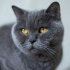 0532 202 91 32 BRITISH SHORTHAIR CİNSİ AŞILI,KISIR,ÇİPLİ,KARNELİ OĞLUM DUMAN fotoğraf