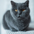 0532 202 91 32 BRITISH SHORTHAIR CİNSİ AŞILI,KISIR,ÇİPLİ,KARNELİ OĞLUM DUMAN fotoğraf