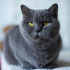 0532 202 91 32 BRITISH SHORTHAIR CİNSİ AŞILI,KISIR,ÇİPLİ,KARNELİ OĞLUM DUMAN fotoğraf