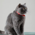 0532 202 91 32 BRITISH SHORTHAIR CİNSİ AŞILI,KISIR,ÇİPLİ,KARNELİ OĞLUM DUMAN fotoğraf