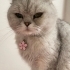 british shorthair fotoğraf