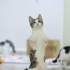 Erkek kısır kedi çok oyuncu tek eksiği yuva fotoğraf