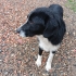 Border Collie mix fotoğraf