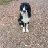 Border Collie mix fotoğraf