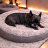 Ücretsiz sahiplenme French bulldog fotoğraf