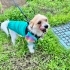 KAĞIT TOPLAYICILARININ ELİNDEN ALINDI 5,5 kg Shih Tzu- Şivava MELEZİ ÇOK USLU🥹 fotoğraf