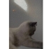 BRİTİSH SHORTHAİR kedi fotoğraf