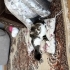 KIRMA İRAN CİNSİ İKİ KEDİMİ SAHİPLENDİRECEĞİM 8 aylıklar fotoğraf