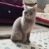 BRİTİSH shorthair fotoğraf