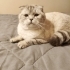 SCOTTISH FOLD BLUE POINT KISIR‼️ fotoğraf