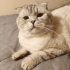 SCOTTISH FOLD BLUE POINT KISIR‼️ fotoğraf