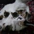 1 aylık 6 yavru kedi fotoğraf