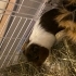 Genç Guinea Pig Çifti fotoğraf