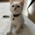 7 aylık british shorthair beyaz fotoğraf