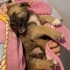 2 GÖZÜ GÖRMEYEN 10 HAFTALIK MALINOIS MELEZİ ÖMÜRLÜK YUVASINI ARIYOR fotoğraf