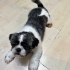 Shih tzu ücretsiz sahiplendirme ilanıdır fotoğraf