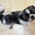 Shih tzu ücretsiz sahiplendirme ilanıdır fotoğraf