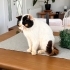 Safkan Exotic shorthair ücretsiz sahiplendirme fotoğraf