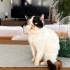 Safkan Exotic shorthair ücretsiz sahiplendirme fotoğraf