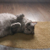 Ücretsiz Sahiplendirme – 7 Yaşındaki British Shorthair Kedimize İyi Yuva fotoğraf