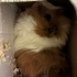 Karamel Beyaz İki Guinea Pig Kardeş fotoğraf