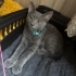 Russian blue dişi çok tatlı kedim fotoğraf