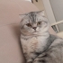 Paşa :) 2 yaşında scottish fold... fotoğraf