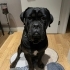 Safkan Cane Corso Oğlumuz İçin Aile Arıyoruz fotoğraf