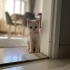 Miya uysal sakın bi kedi fotoğraf