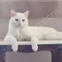 AŞILARI TAM,ÇİPLİ VE KISIR ANKARA KEDİSİ ‼️ fotoğraf