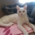 AŞILARI TAM,ÇİPLİ VE KISIR ANKARA KEDİSİ ‼️ fotoğraf