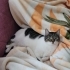 Güzel Bir Tekir Kedi fotoğraf
