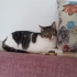 Güzel Bir Tekir Kedi fotoğraf
