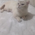 Beyaz yumuşak huylu erkek kedi yuva arıyor fotoğraf